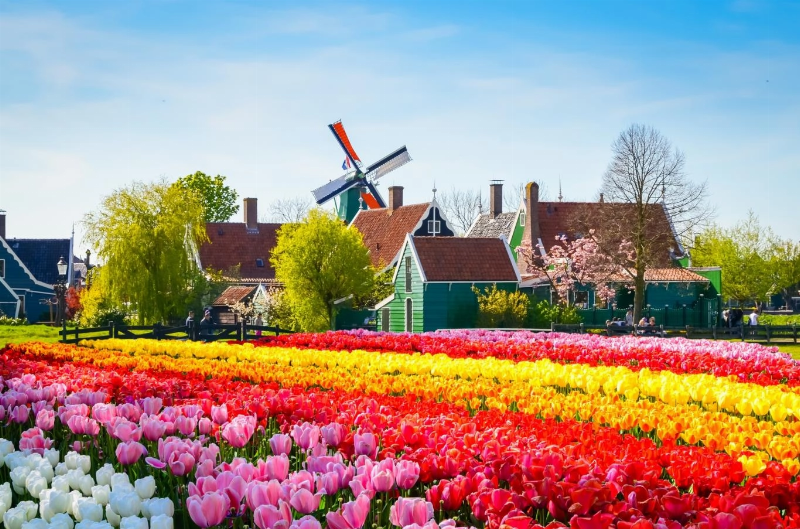 Nguồn gốc và hành trình của hoa tulip trắng từ Trung Á đến châu Âu và trở thành biểu tượng toàn cầu